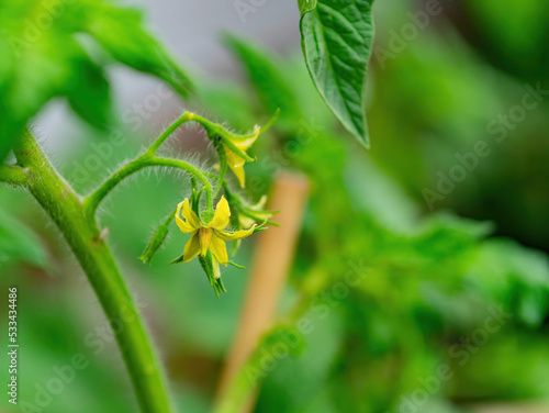 Close up shot of tomato flower blossom