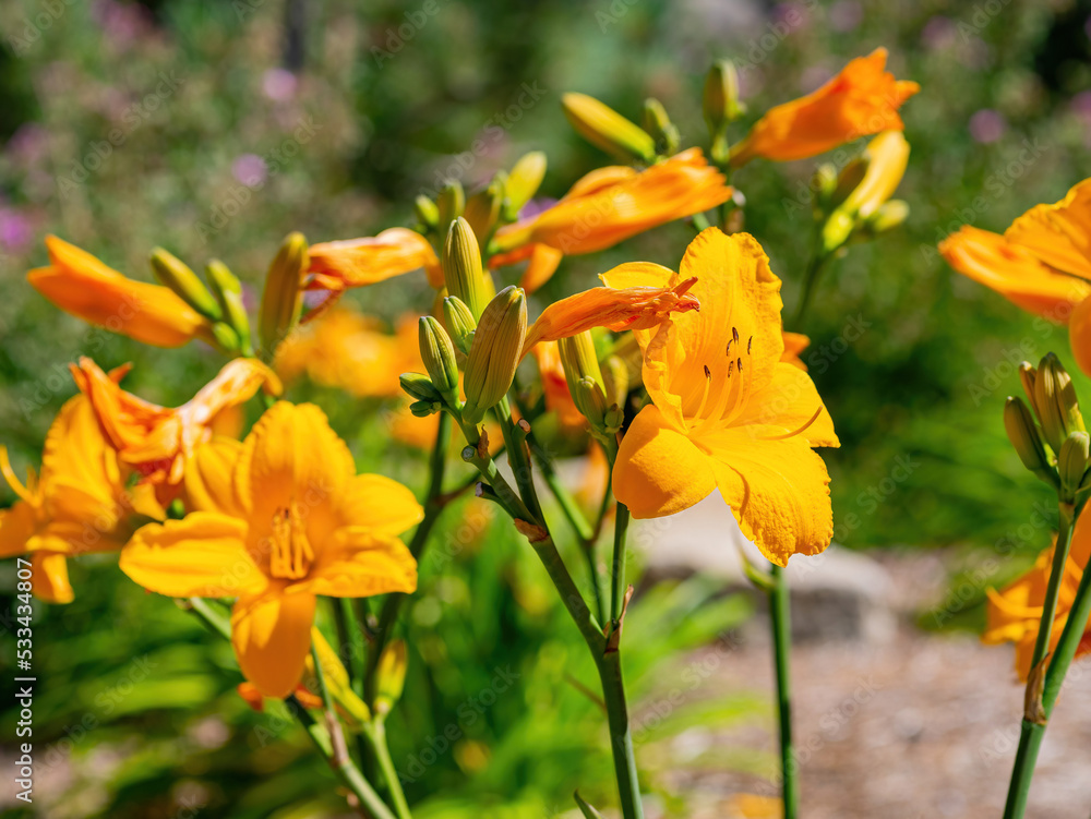 Close up shot of many wild flower blossom in Big bear lake area Close up shot of many wild flower blossom in Big bear lake area