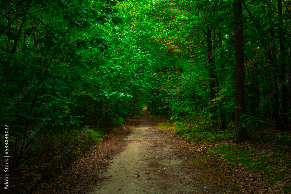 Fototapeta premium path in the woods