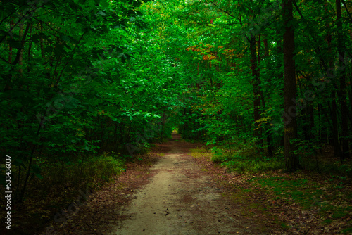 path in the woods