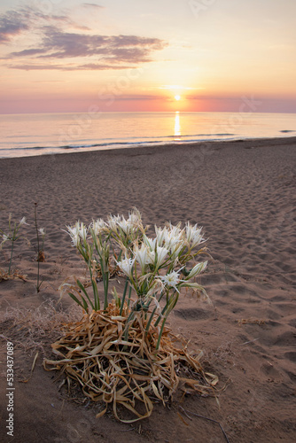 Sea daffodil Sand lily sunset beach photo