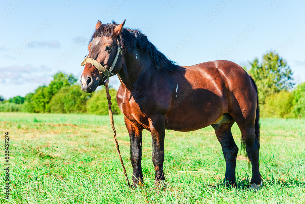 Obraz premium Brown Horse in a pasture of a farm. Chestnut Horse Standing Outdoor nature.Summer day.