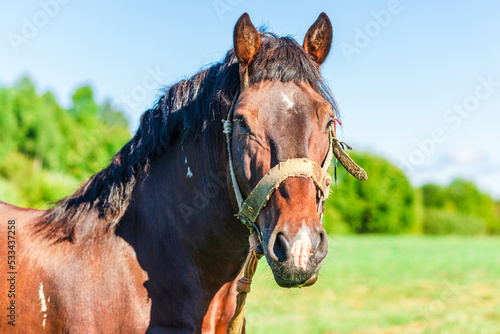 Brown Horse in a pasture of a farm. Chestnut Horse Standing Outdoor nature.Summer day. © ARVD73