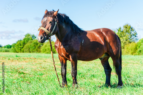 Brown Horse in a pasture of a farm. Chestnut Horse Standing Outdoor nature.Summer day.