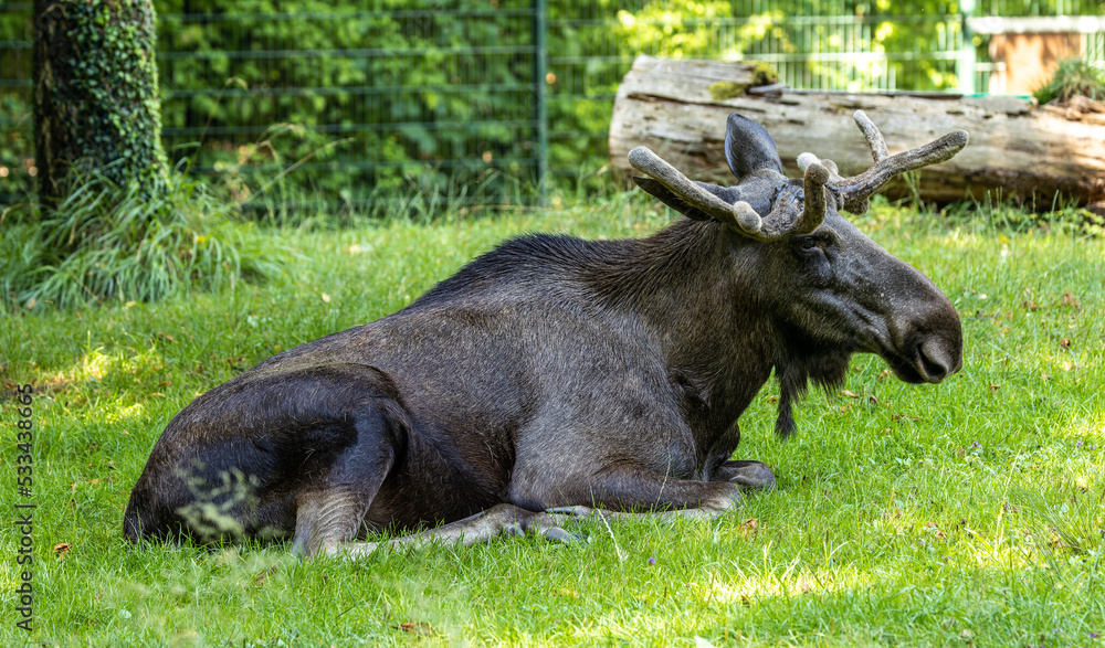 European Moose, Alces alces, also known as the elk European Moose, Alces alces, also known as the elk