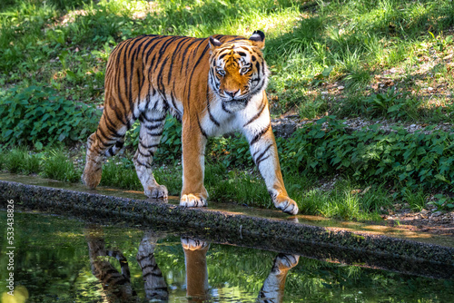 The Siberian tiger Panthera tigris altaica in a park