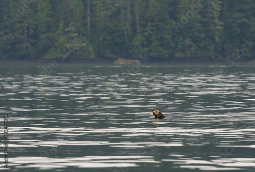 Obraz na plátně Sea otter (Enhydra lutris) with head out of the water, Tofino, Vancouver Island, British Columbia, Canada