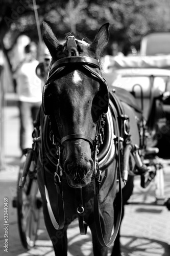 Spanish Horse © Mark