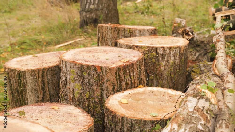 a split birch trunk. a lot of sawdust on the ground. harvesting firewood for heating in winter. parts of a large tree on the grass. the work of a lumberjack a split birch trunk. a lot of sawdust on the ground. harvesting firewood for heating in winter. parts of a large tree on the grass. the work of a lumberjack