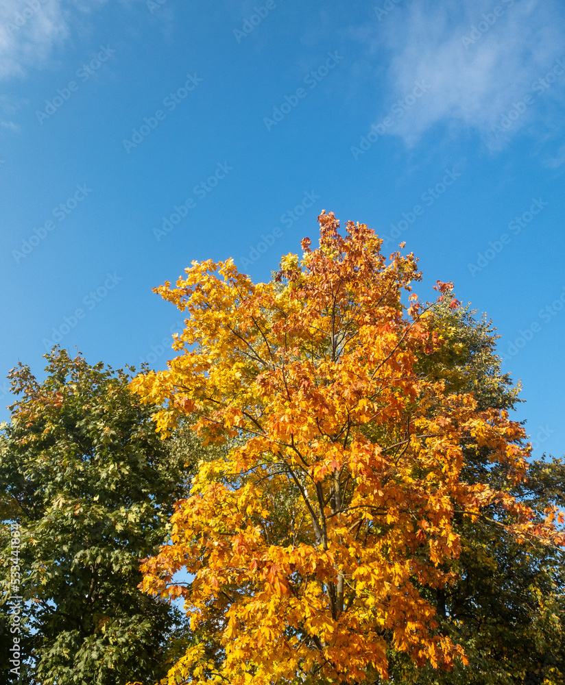 autumn trees against sky
