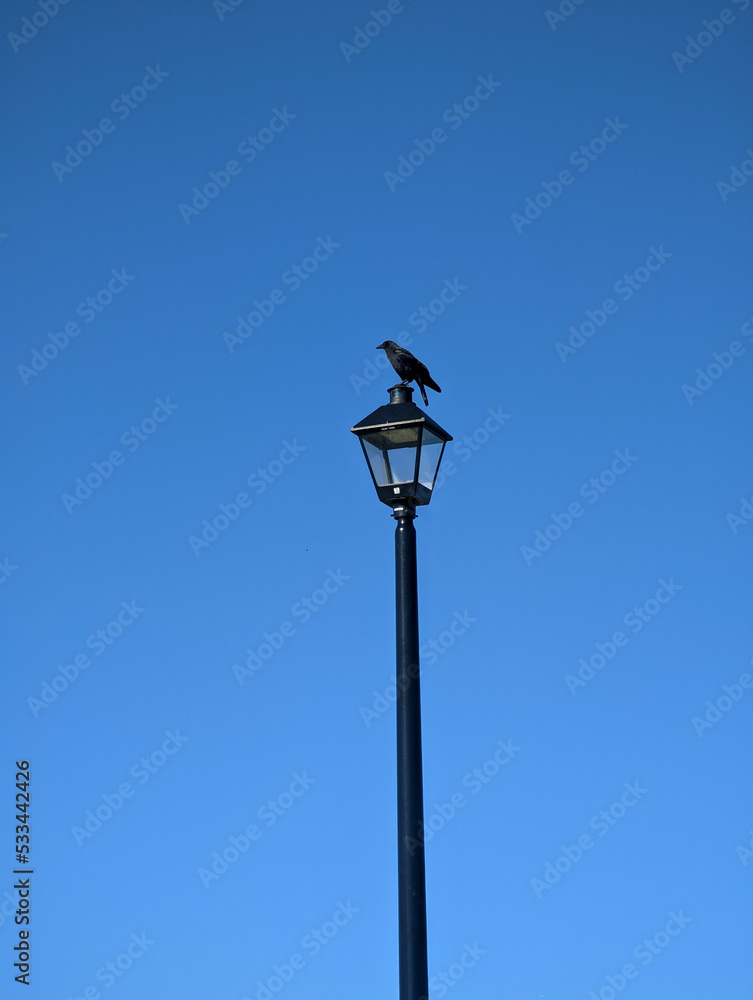 Ravens standing atop of street lamp on blue sky