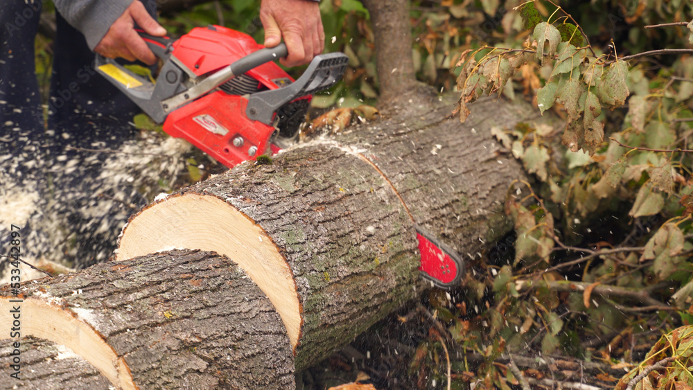 a worker saws the trunk of a large tree with a chainsaw. wood processing. harvesting firewood for heating. a lot of sawdust around. a worker saws the trunk of a large tree with a chainsaw. wood processing. harvesting firewood for heating. a lot of sawdust around.