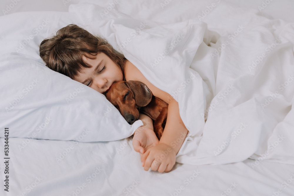 cute little brunette girl at home in bed with a brown dachshund dog cuddling and sleeping cute little brunette girl at home in bed with a brown dachshund dog cuddling and sleeping