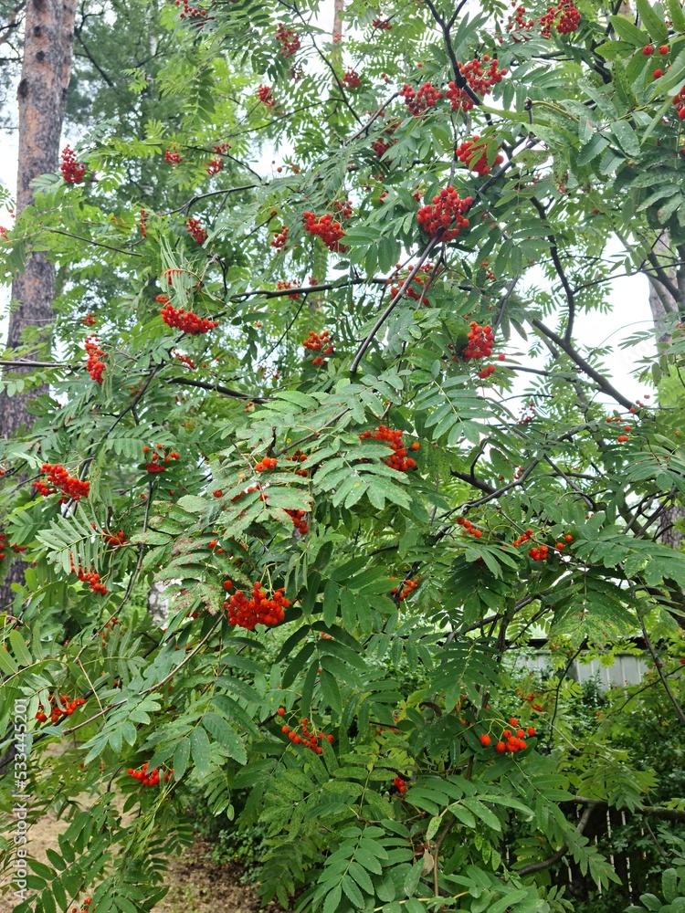 Red clusters of fruits on green rowan branches in the first days of autumn