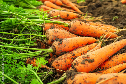 ripe carrots harvested at a vegetable farm. carrot harvest, carrot cultivation concept