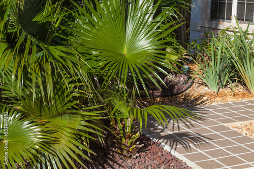 Palm tree in the front yard of a house, Florida, USA