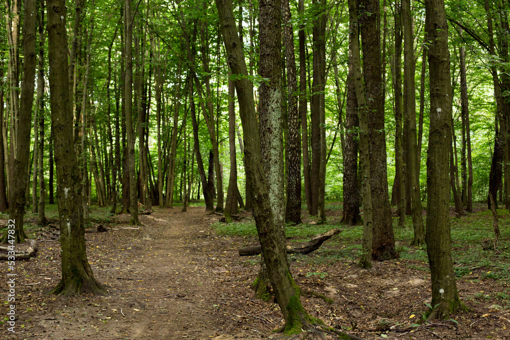 Obraz premium Deciduous forest on a sunny day, shady path