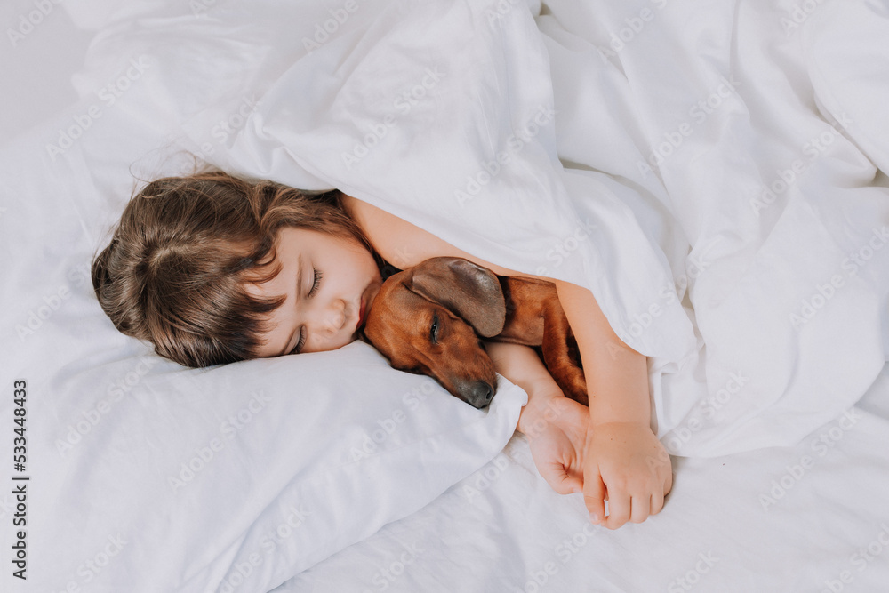 cute little brunette girl at home in bed with a brown dachshund dog ...