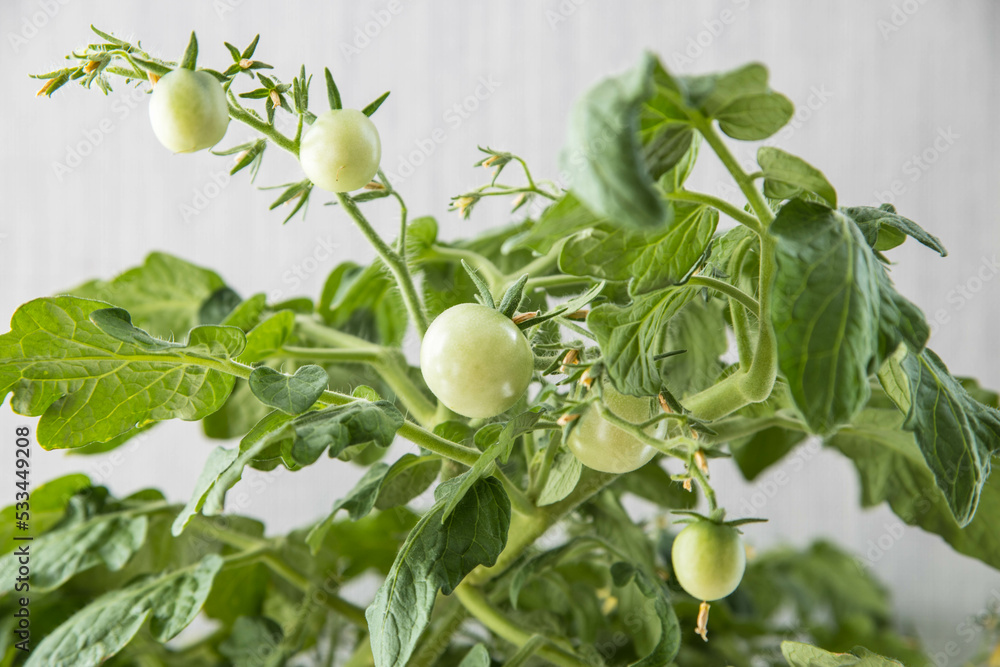 green cherry tomatoes grown in a pot