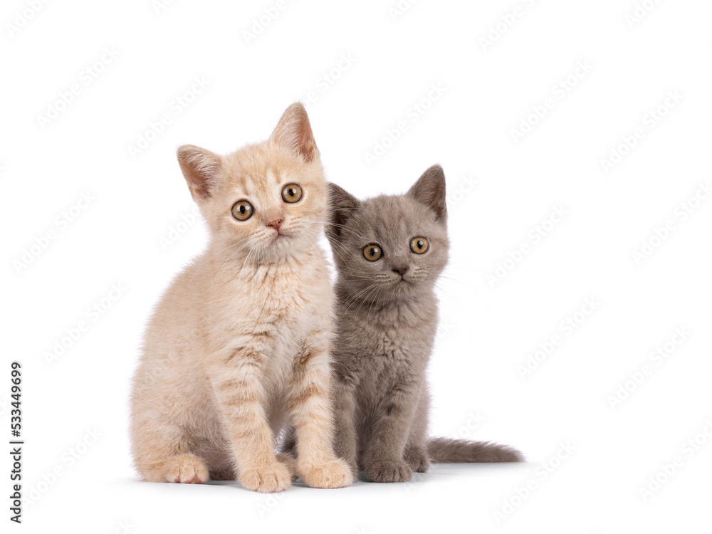 Adorable duo of cream and lilac Shorthair cat kittens, sitting beside each other. Looking towards camera. Isolated on a white background.