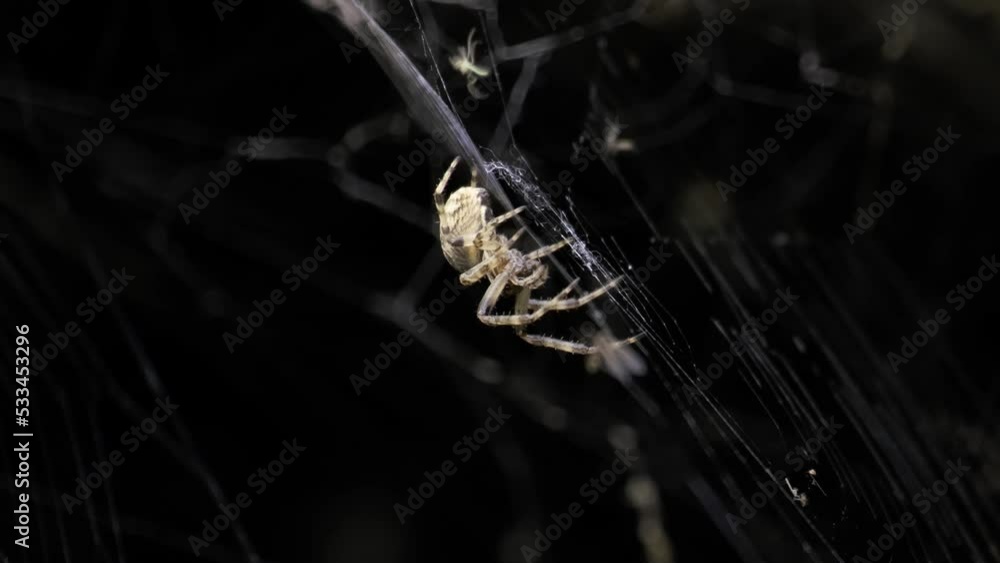 Spider Insect Move Close-up of diadem spider sitting its web at night and eating a little ...
