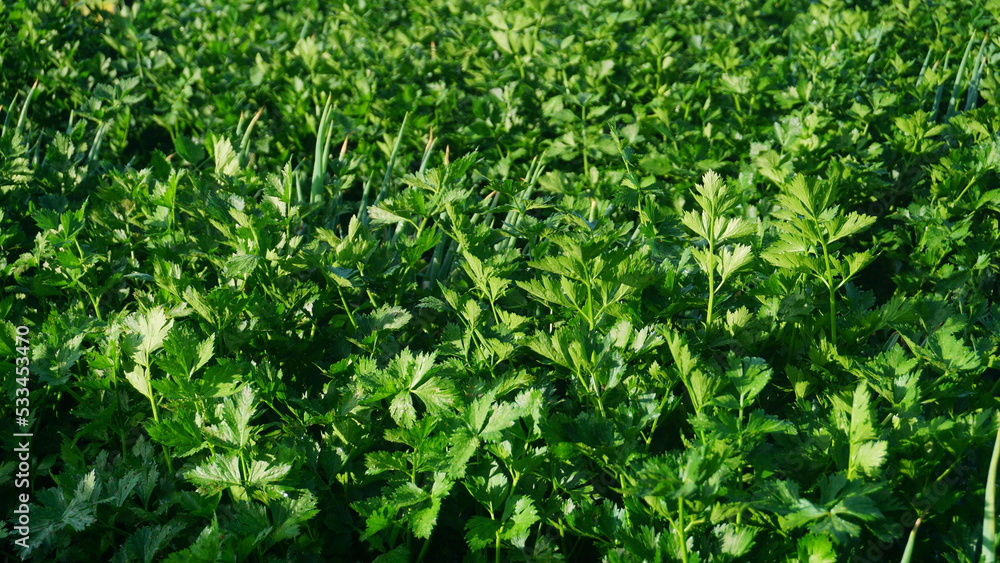 celery plants that planted on the plantation on winter sesion, the leaves are green and look fresh - organic vegetable plantation
celery plants that planted on the plantation on winter sesion, the leaves are green and look fresh - organic vegetable plantation