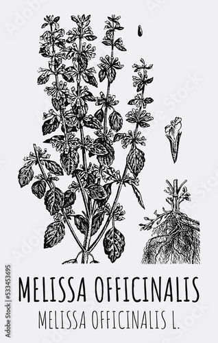 Vector drawings of Melissa officinalis. Hand drawn illustration. Latin name MELISSA OFFICINALIS L. 