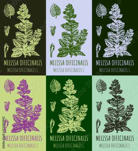 Set of vector drawings of Melissa officinalis in different colors. Hand drawn illustration. Latin name MELISSA OFFICINALIS L.
