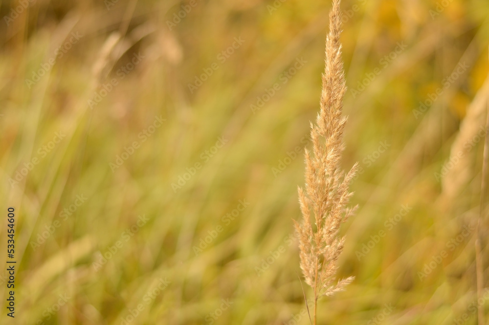 Closeup of pampas grass in foreground of field at the autumn on a blurry bokeh, Dry reeds boho