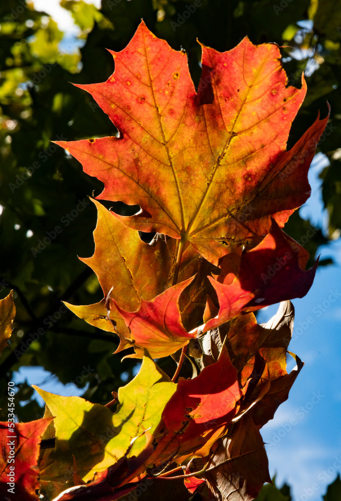 Fototapeta premium autumn maple leaves
