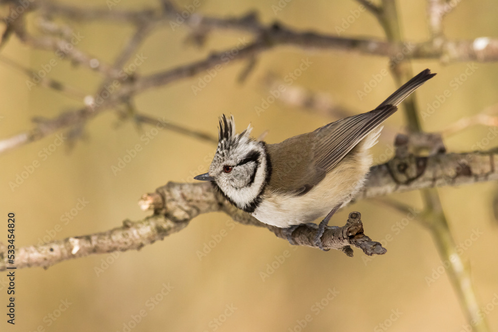 Fototapeta premium Bird Crested tit Lophophanes cristatus small bird perched on the tree in forest, Poland Europe