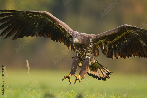 Majestic predator White-tailed eagle, Haliaeetus albicilla in Poland wild nature juvenile bird