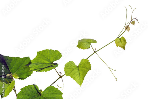 The texture of a young grape vine. Isolated on a white background. Selective focus.