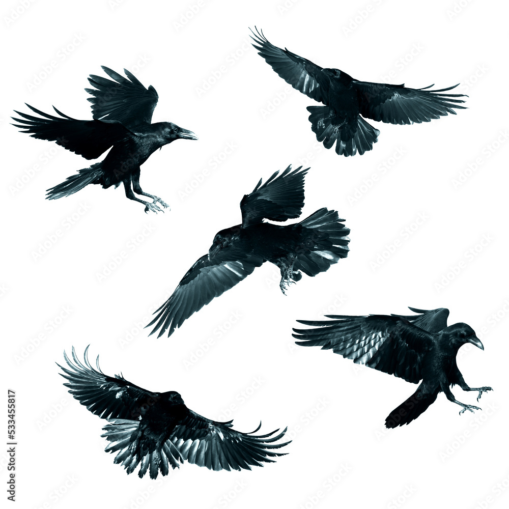 Obraz premium Birds flying ravens isolated on white background Corvus corax. Halloween - mix five birds