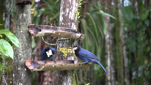 gralha-azul, ave-símbolo do Paraná, onde existe o seu principal habitat: a Mata de Araucária. Uma lenda diz que o pássaro é responsável pela manutenção da mata pelo fato de estocar pinhões e enterrá-l photo