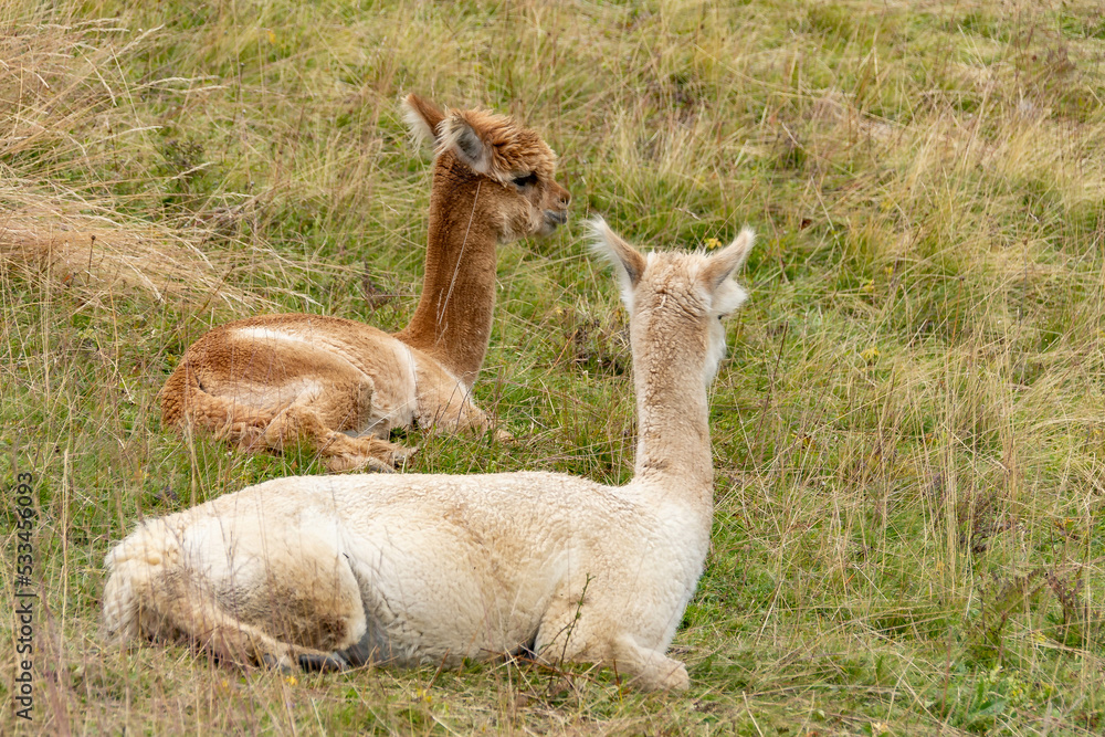 alpacas resting in a meadow