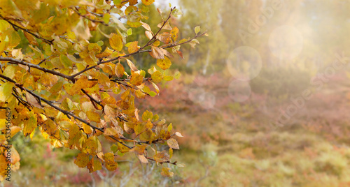 closeup on yellow foliage in autumnal colos background photo