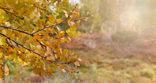 closeup on yellow foliage in autumnal colos background