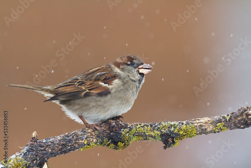 Bird - House sparrow Passer domesticus sitting on the branch nex to the feeder, winter time, orange background