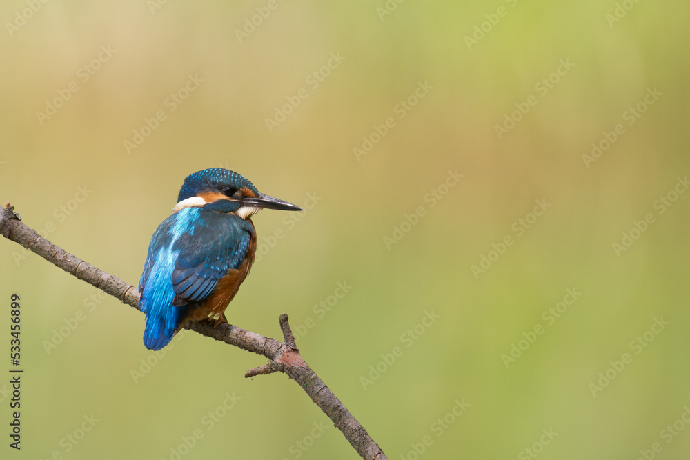 Fototapeta premium Kingfisher Alcedo atthis common kingfisher, bird - Poland, Europe