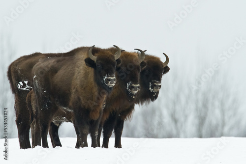 Mammals - wild nature European bison ( Bison bonasus ) Wisent herd standing on the winter snowy field North Eastern part of Poland, Europe Knyszynska Forest