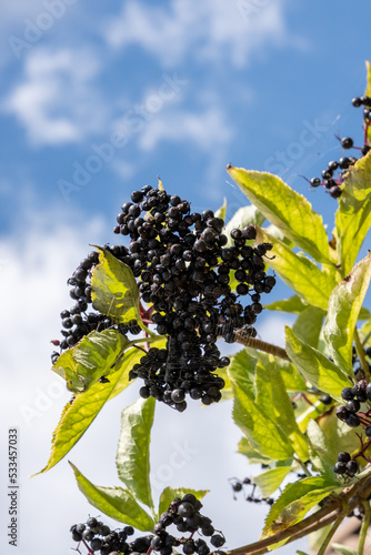 Gros plan de baies de sureau (Sambucus)