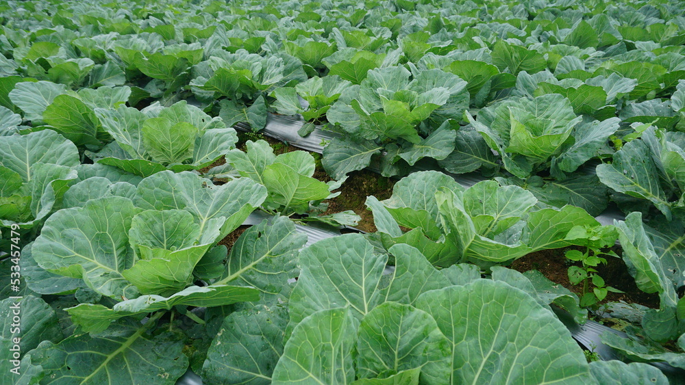 Broccoli plants that planted on the plantation on winter sesion, the leaves are green and look fresh - organic vegetable plantation
Broccoli plants that planted on the plantation on winter sesion, the leaves are green and look fresh - organic vegetable plantation