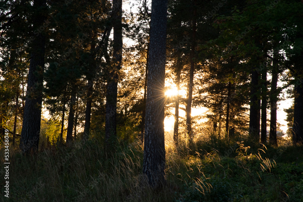 sunset in the forest sunset in the forest