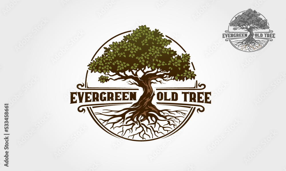 Evergreen Old Tree Vector Logo Template. Vector Silhouette Of A Tree 