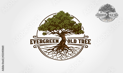 Evergreen Old Tree Vector Logo Template. Vector silhouette of a tree.
