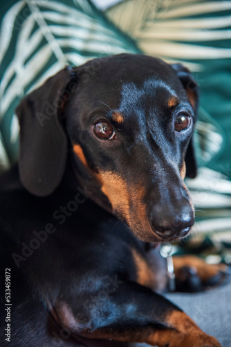 Nigel the Dachshund poses in the living room © SarahLouise