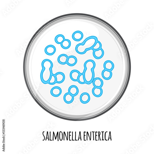 The human microbiome of salmonella enterica in a petri dish. Vector image. Bifidobacteria, lactobacilli. Lactic acid bacteria. Illustration in a flat style.