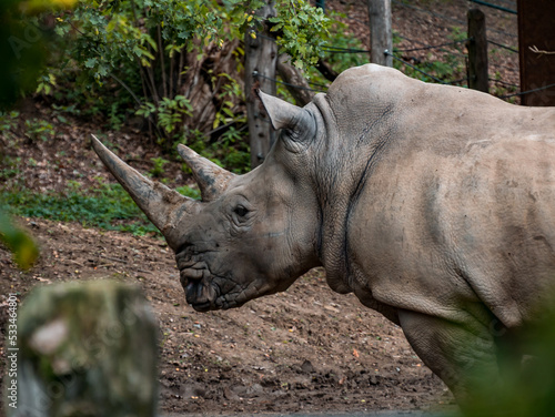 A rhinoceros standing in its enclosure looking into the distance in a zoo