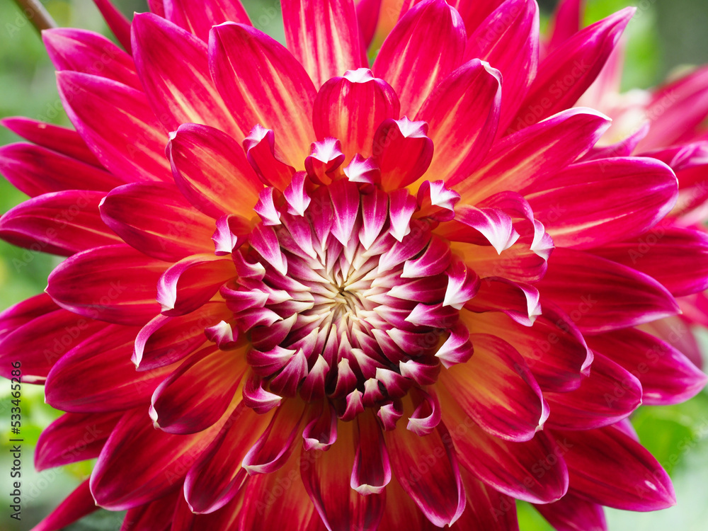 Fototapeta premium Feuerblume